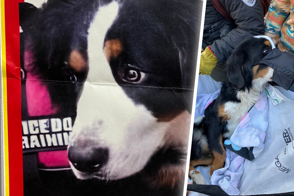 Long-lost dog rescued in amazing circumstances thanks to determined hikers