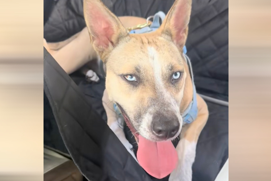 Aspen the husky, Belgian Malinois, and pit bull mix was separated from her mother and siblings when she was adopted.