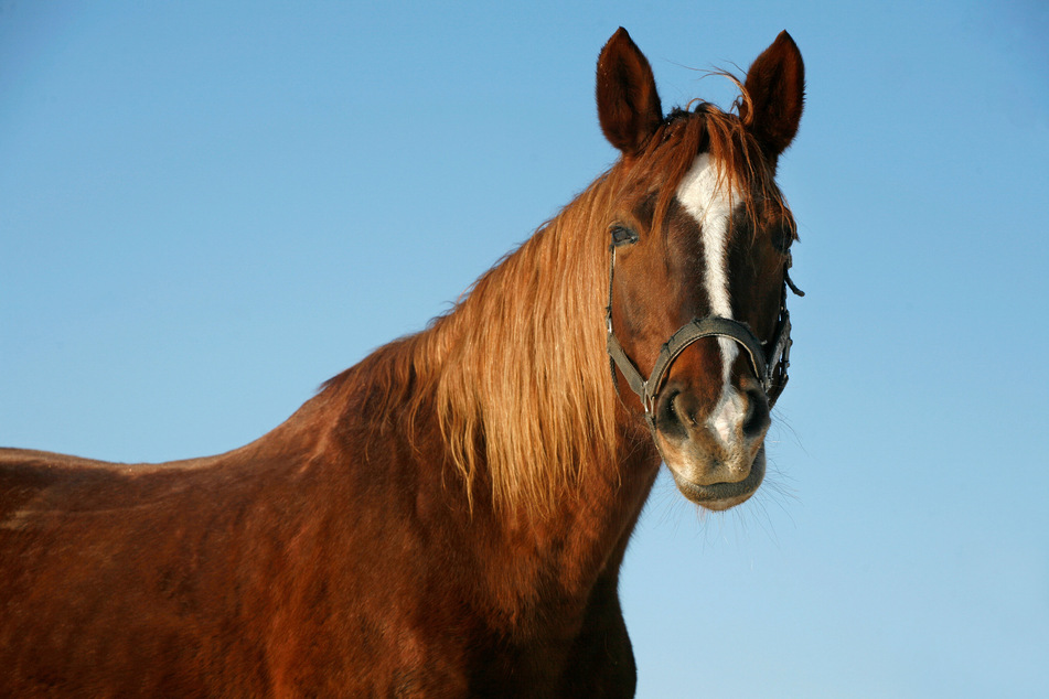 The neighbors were amazed: 31-year-old Garry Chase Coble Jr. rode a horse down the street and then led it into his bedroom (stock image).