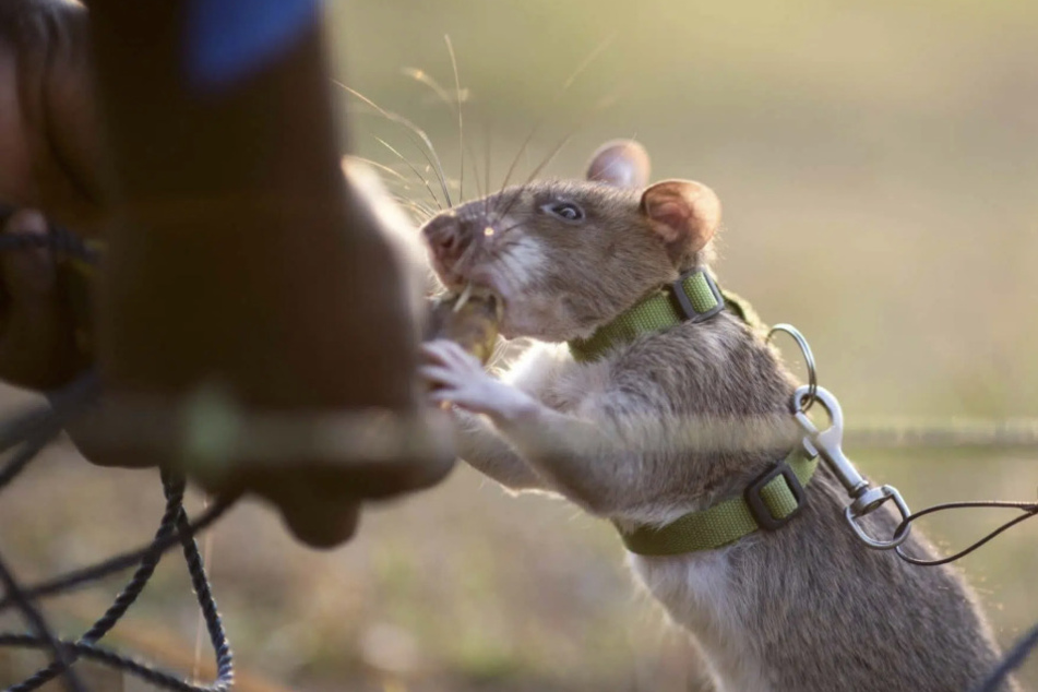 Ronin, a five-year-old rat, has been honored by the Guinness Book of Records after sniffing out over 100 unexploded landmines and bombs in Cambodia.