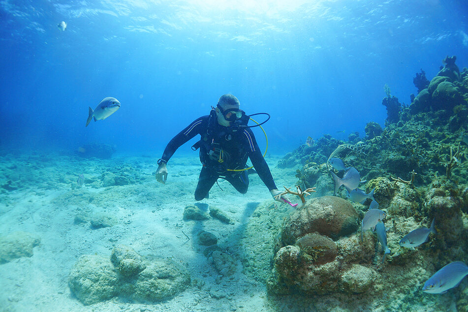 Climate change ramping up will brutalize coral reefs if we don't do one key thing