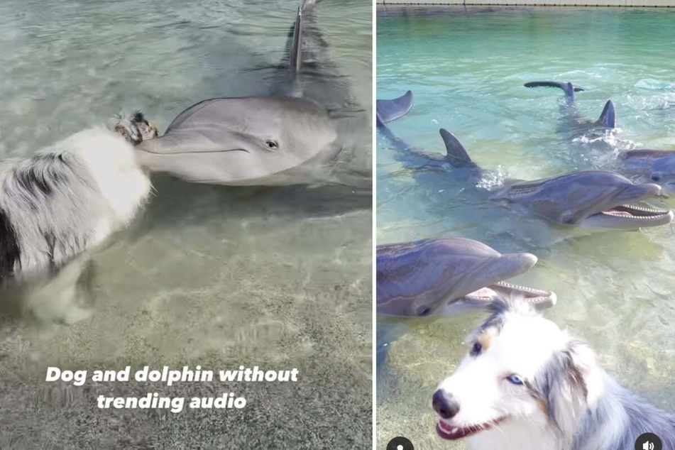 This footage of dog and dolphin could have come straight out of a Disney movie!