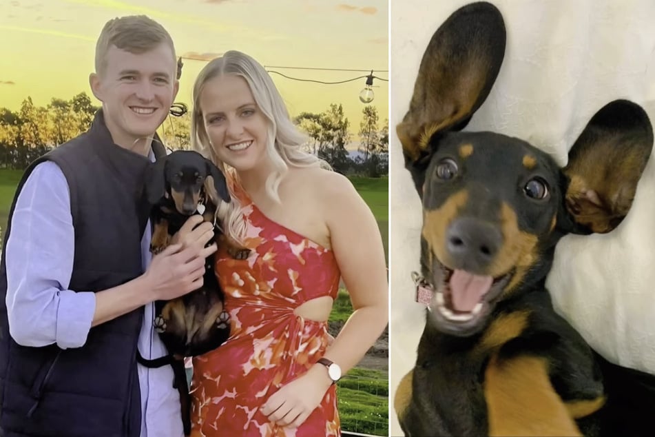 Valerie the wiener dog has been found and returned home after 529 days lost on an Australian island.