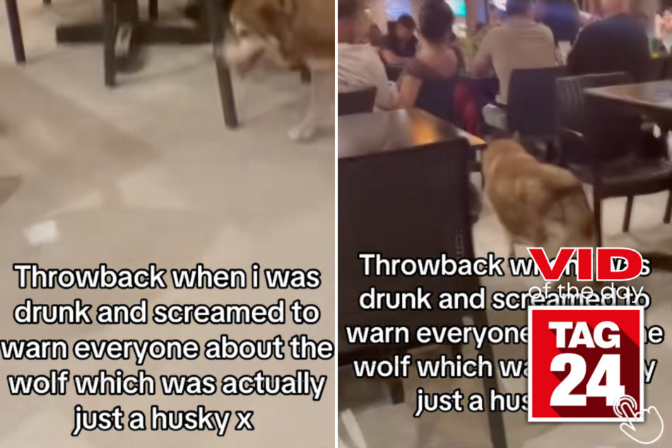 Today’s Viral Video of the Day stars a hilariously tipsy woman who caused a scene at an event after mistaking a dog for a wild wolf!