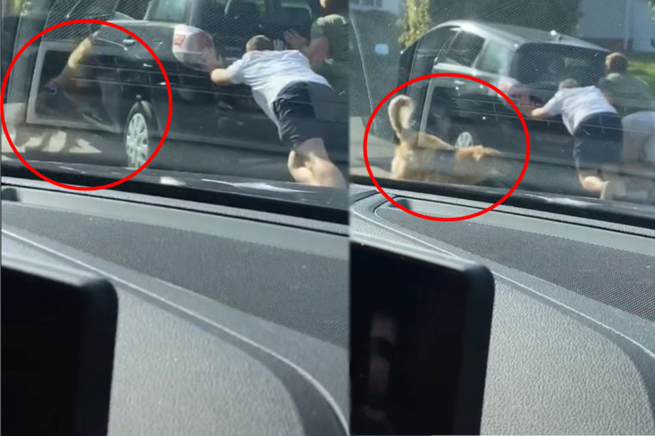 A car rolls downhill but this golden retriever comes to the rescue