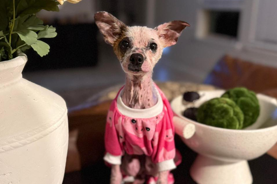 Violet is currently doing so well that she will soon be placed with new owners.