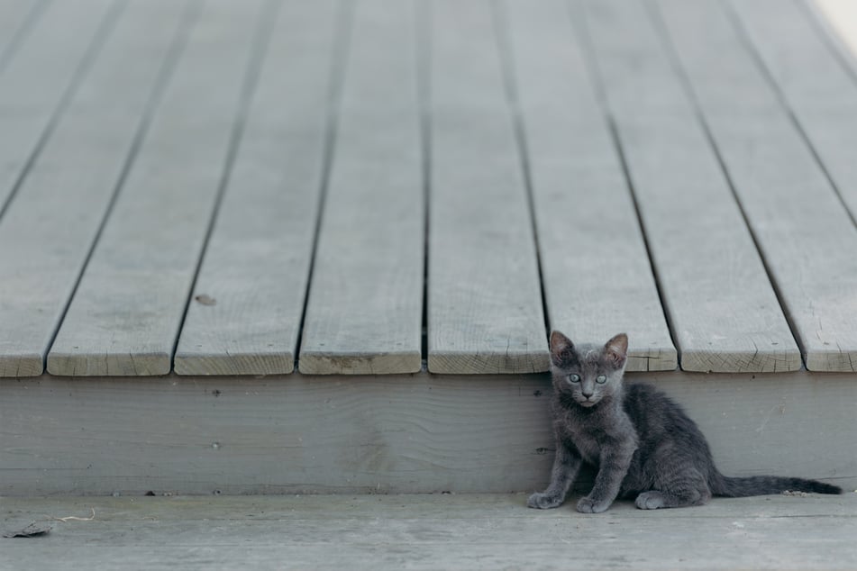 Even the tiniest kitty can be loud.