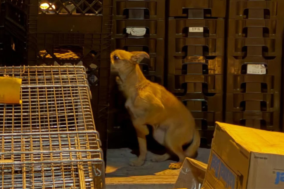 The dog was disposed of like garbage.