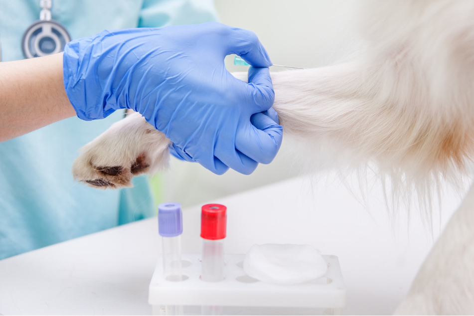 Mystery dog disease spreads in some US states
