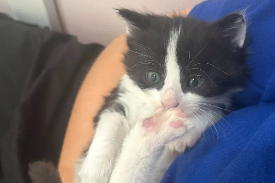 Lottie never takes her children out of sight— even the shelter staff lovingly look after the adorable offspring.