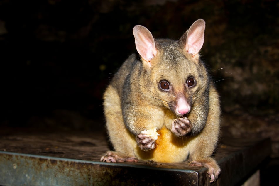The diamond python in Brisbane consumed a possum like this one.