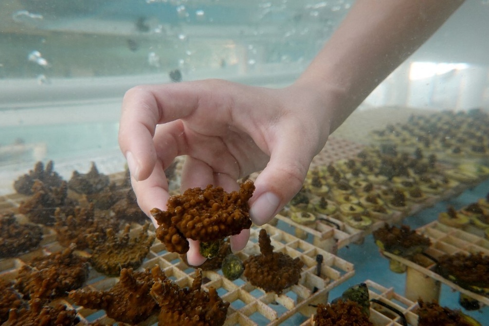 A coral restoration technician holds a piece of staghorn coral grown in a tank at the Plant a Million Corals Foundation farm in Summerland Key.