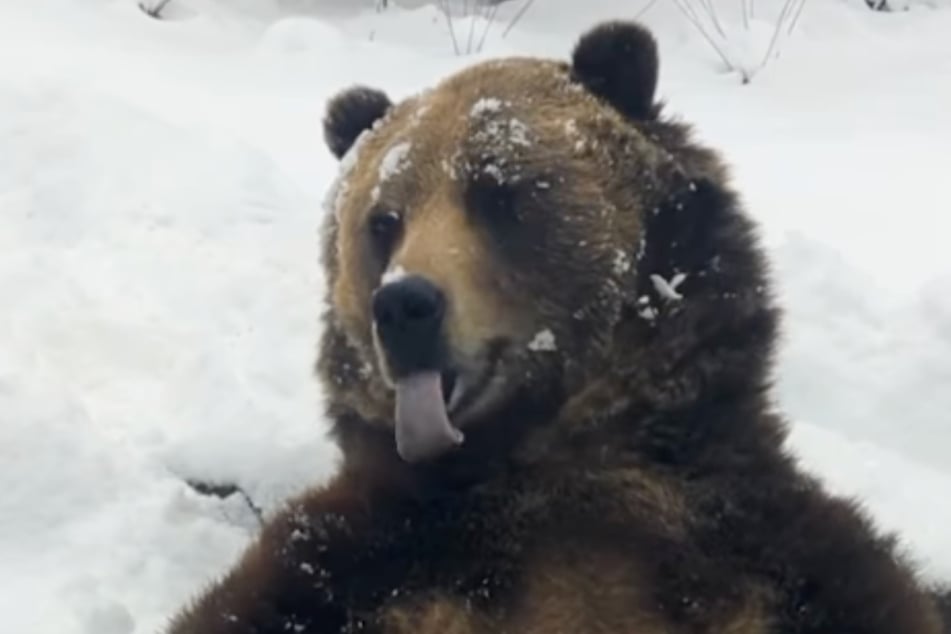 Surrounded by piles of beautiful icy splendor, 19-year-old grizzly bear Emmett can be seen hunting snow in an adorable new video!