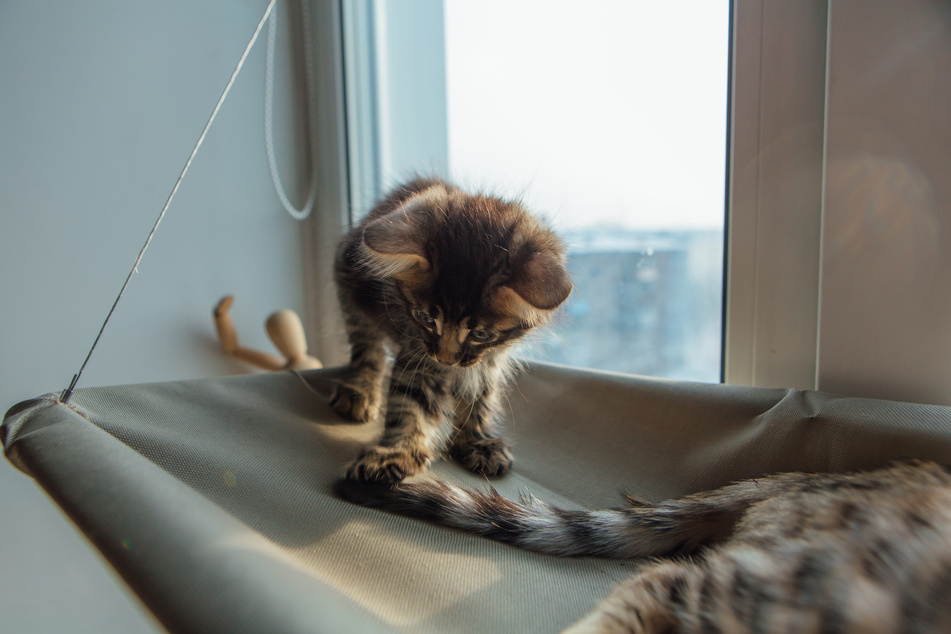 Young cats often play with their own tails or those of other cats.