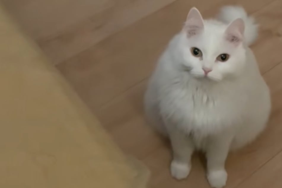 Cat takes loving care of her sick owner with kind offerings – until things take a turn for the horrifying!