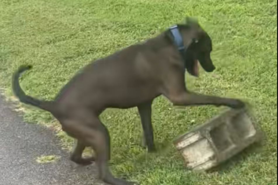 This dog is enchanted by rocks.