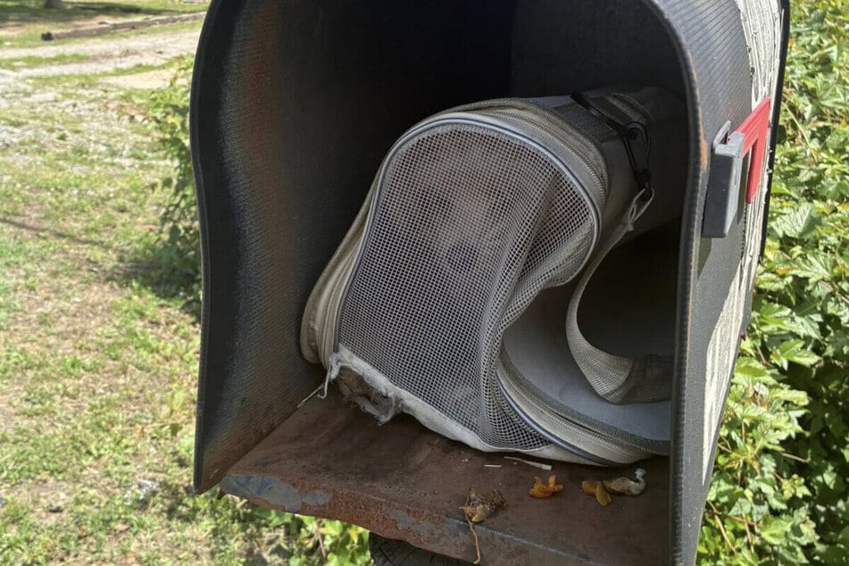 Dog rescuers in shock over puppy abandoned in mailbox: "A ridiculously inhumane act"