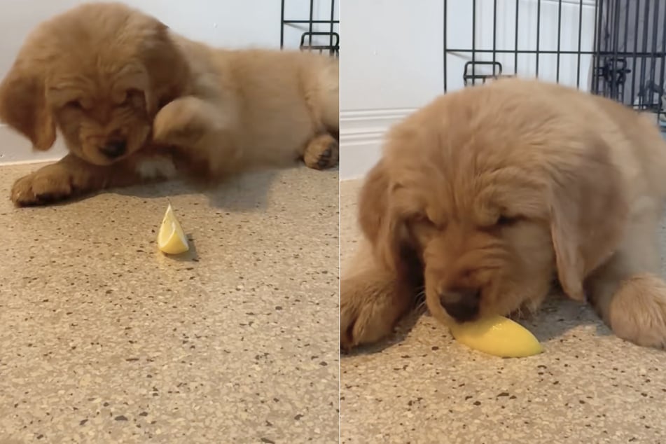 Golden retriever puppy's dramatic reaction to lemon has TikTok laughing!