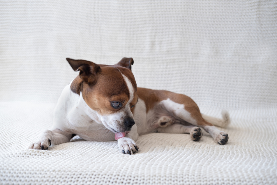 In dogs, paw licking should not be underestimated, as the animal could be seriously ill.