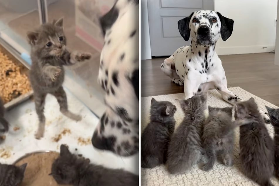 Not only is one of the kittens hopping, but rows of hearts are jumping on TikTok as well. Dalmatian River and "her" kitten babies make quite the team!