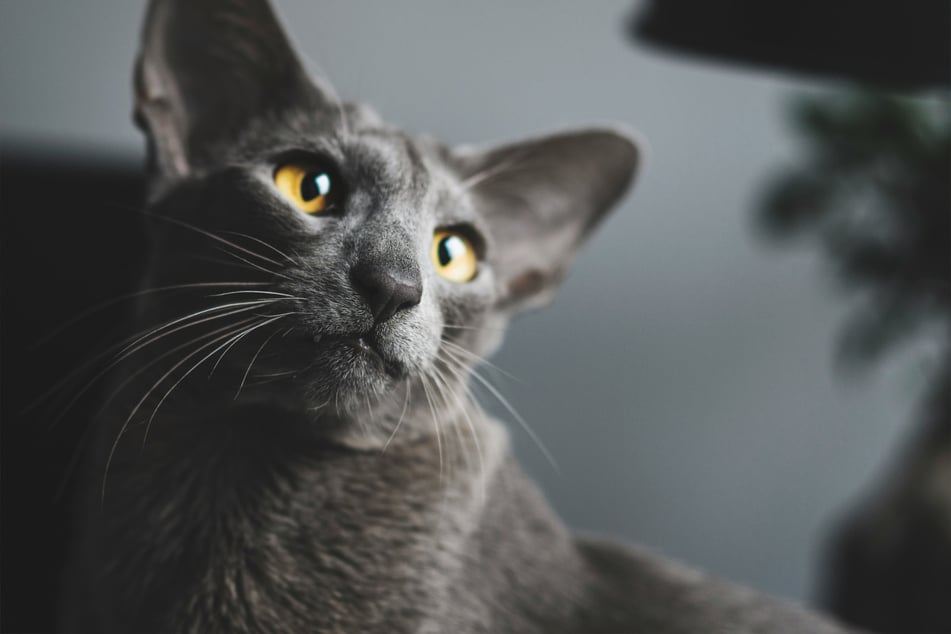 Oriental shorthairs are strange, and often grumpy, kitties.