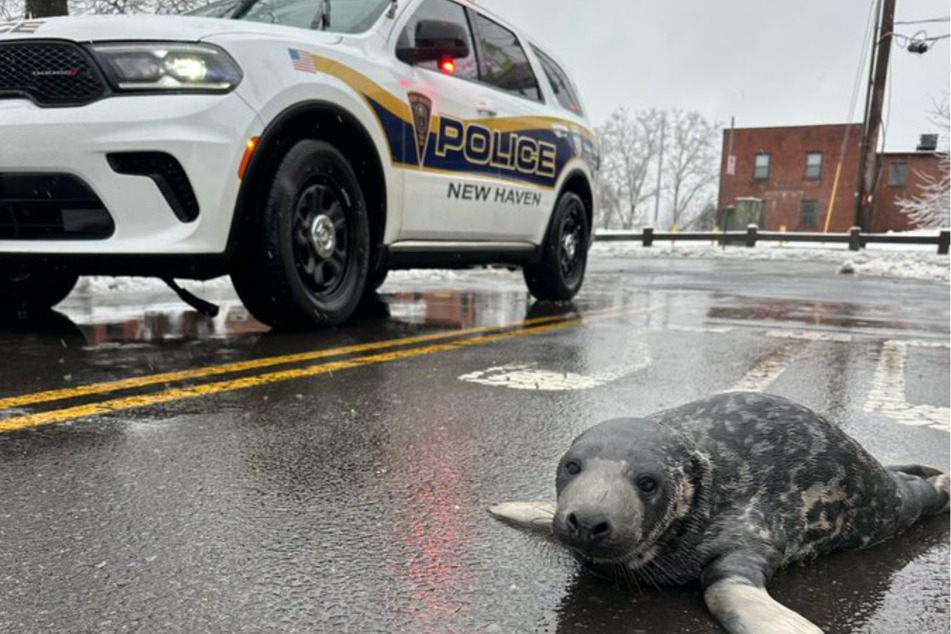 The police officers were amazed when they discovered the baby seal in the middle of the road.