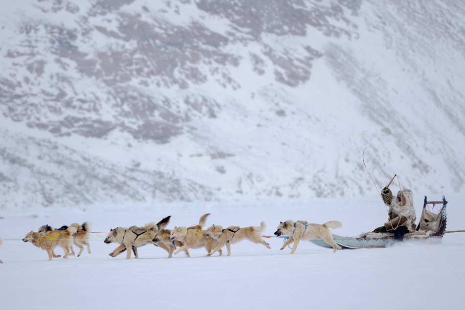 Trump's special envoy to Greenland disinvited from annual dogsled race in public snub