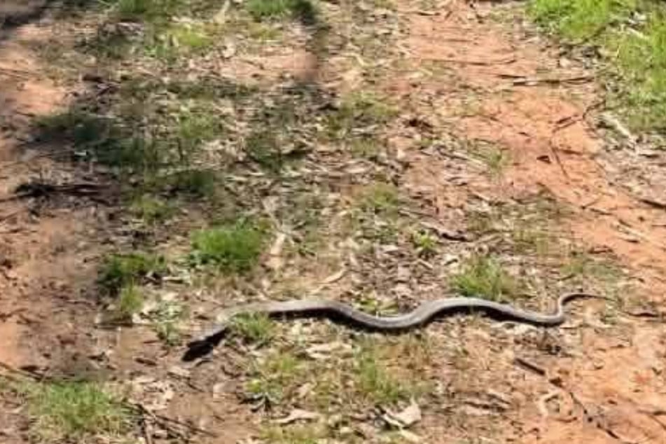A few inches away from the children's feet, an Eastern rat snake slithered along the path.