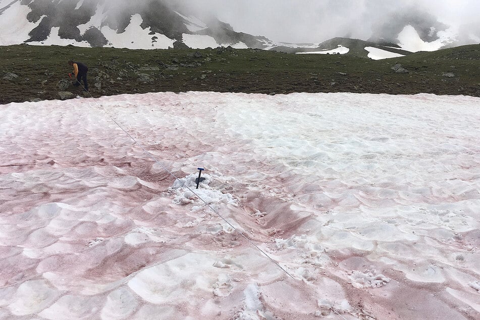 The pinkish coloring of "snow blood" is actually a type of algae that likes the cold.