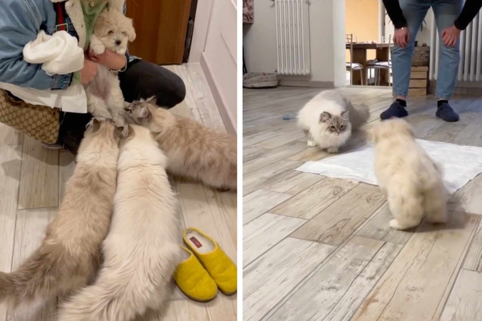 Cats are adorably confused after meeting a puppy for the first time: "What are you?"