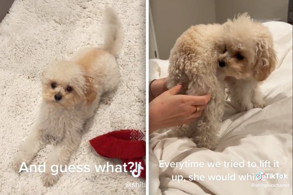 Dog heads to the vet with a tricky tail problem and gets strange diagnosis