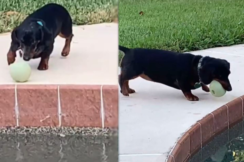 This dog is having a ball with her favorite pastime