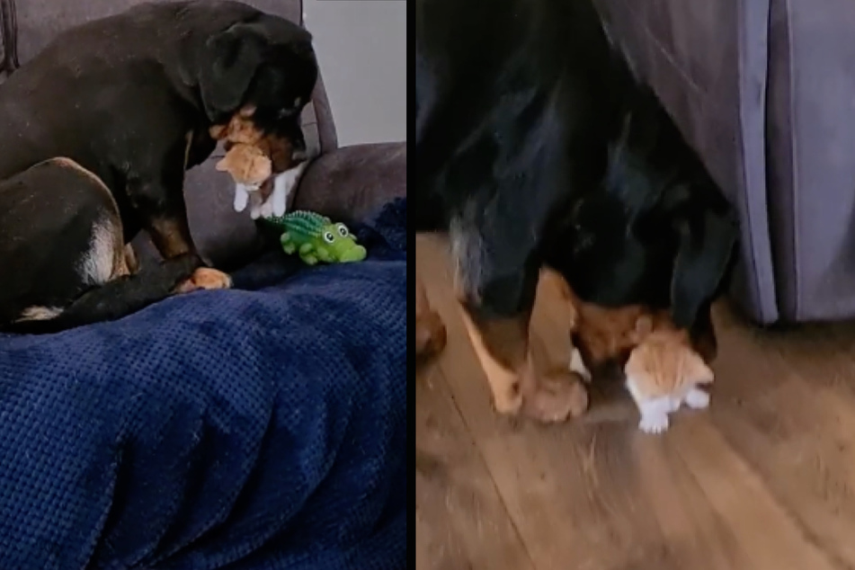 Huge dog grabs kitten with its teeth – but what happens next is a cuteness overload!