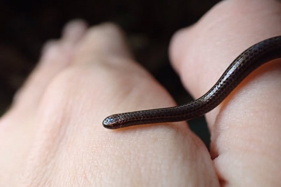 The Barbados threadsnake measures just three to four inches long when fully grown.
