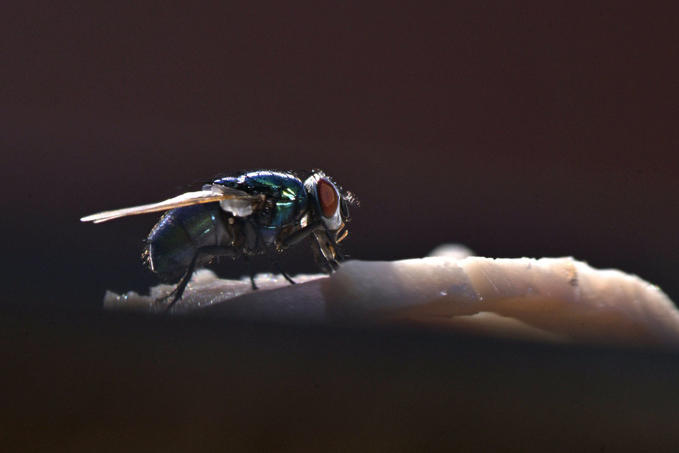 Flies are usually harmless, but one of the small insects recently caused an explosion in France (stock image).