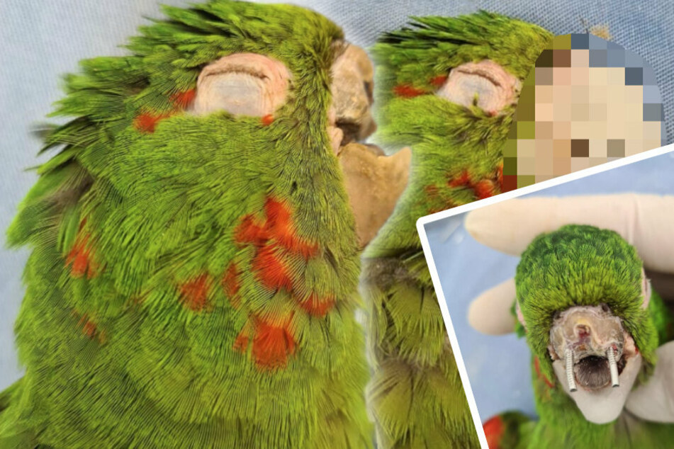 Vets save a badly injured parrot's life with a spectacular makeover!