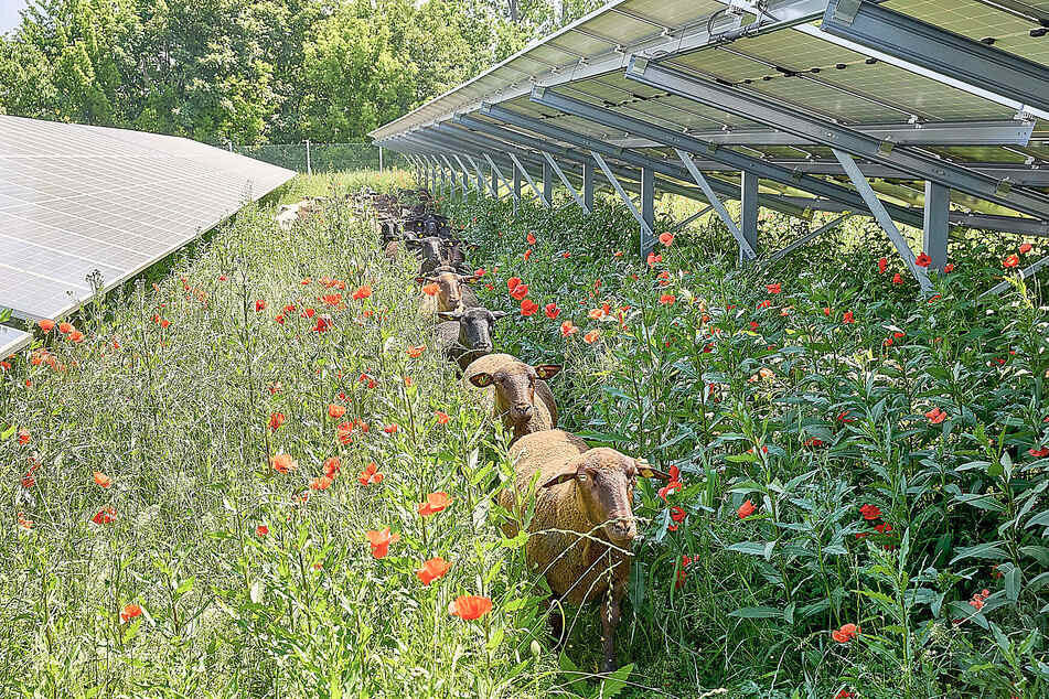 Did you know that sheep and solar can go hand in, well, hoof?