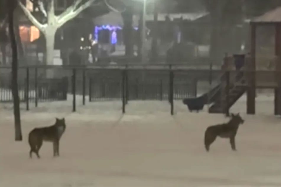 Dog owner and pup lured into the park at night by mysterious wild animal phenomenon: "It's rare"