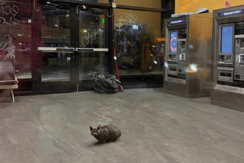 This poor cat was trapped in a bus station.