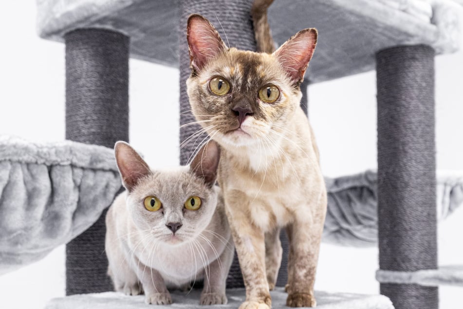 Burmese are some of the most curious kitties in the world.