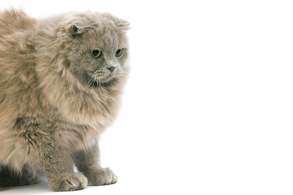 Scottish folds take their name from their folded-over ears.