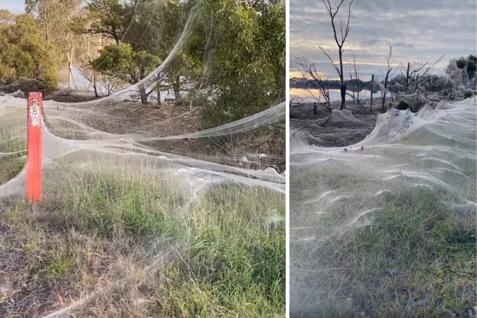 All tangled up: Flooding in Australia leaves entire areas covered in huge spider webs!