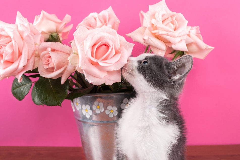 There are also cut flowers that are safe for cats – e.g. roses.
