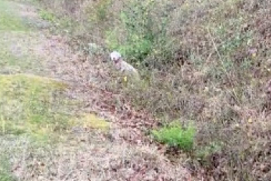 At first, this dog's rescuer wasn't sure if she pulled over for trash or a pup in need.