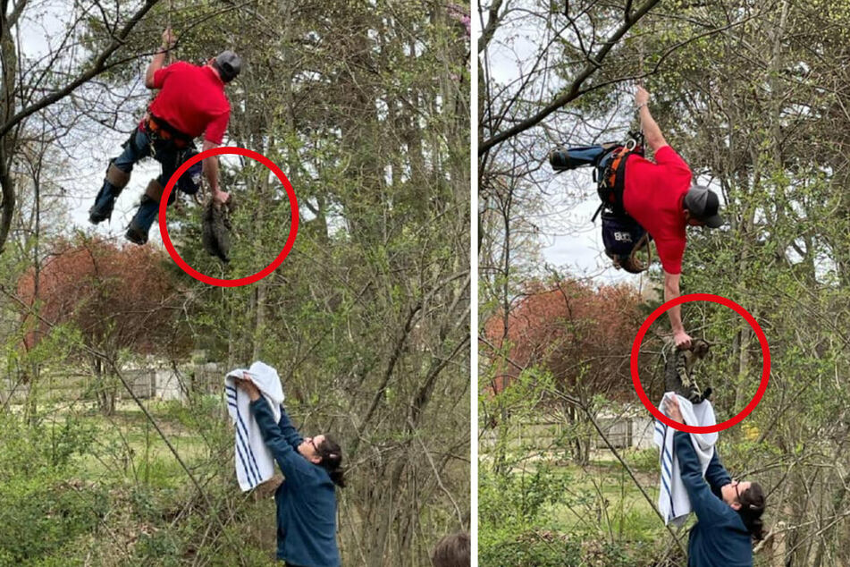 Cat stuck in tree for 18 days returns to earth in amazing rescue effort