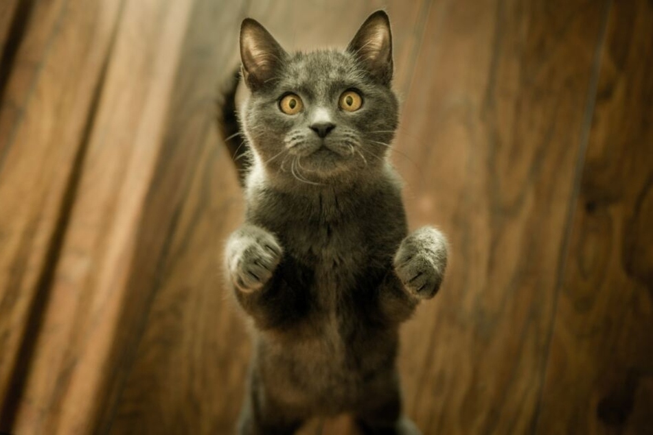 Do cats get bored? How to prevent bored cats and keep them entertained
