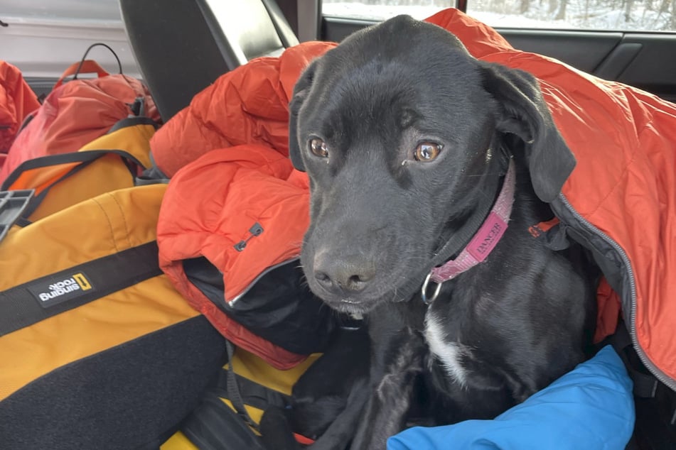 Safe at last! Dancer the dog had to warm up right away after surviving the cold night.