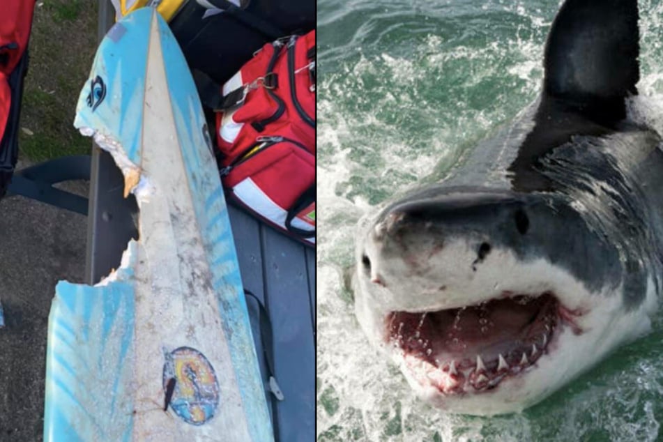 "Be careful out there": Shark attack leaves surfer seriously injured