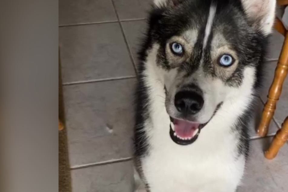 This dog is a troublemaker and he has a genius hiding spot!