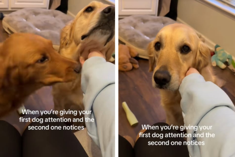 Dog is adorably jealous of brother getting more attention in hilarious viral video